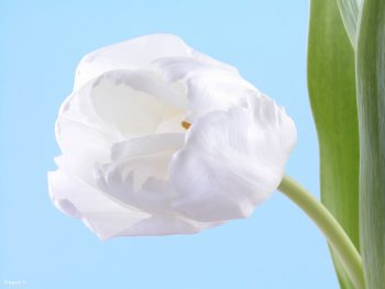 یک شاخه گل سفید
